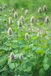 Nettle-leaf Horsemint blossoms & foliage
