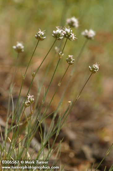 Ballhead Sandwort