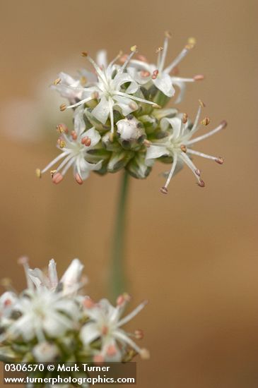 Ballhead Sandwort blossoms detail