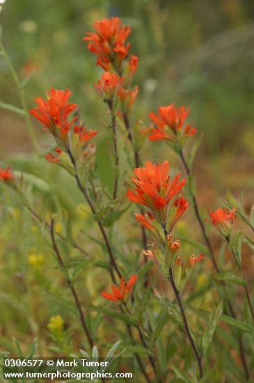 Acute Indian Paintbrush