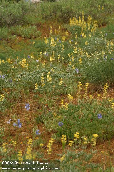 Sulphur Lupines & Large-flowered Brodiaea in meadow