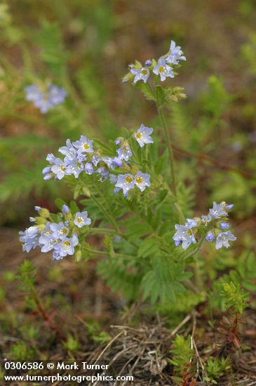 Showy Polemonium