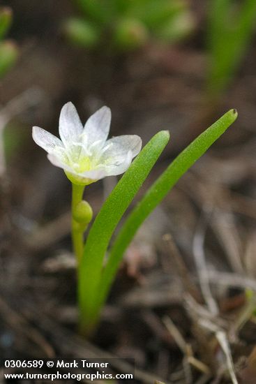 Three-leaf Lewisia