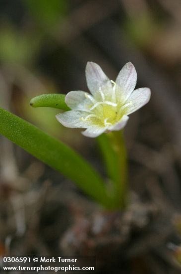 Three-leaf Lewisia