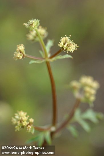 Sierra Snakeroot blossoms