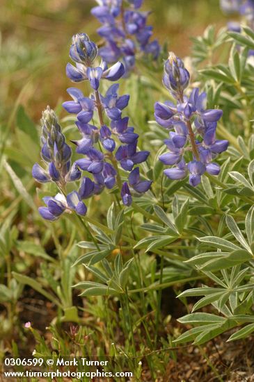 Dry-ground Lupine
