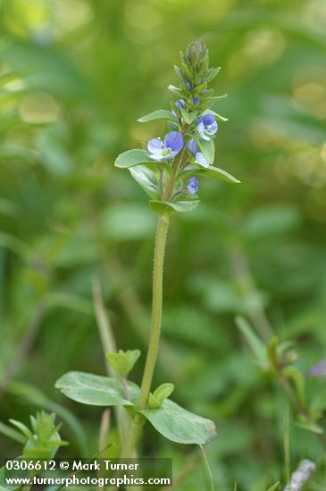 Thyme-leaved Speedwell