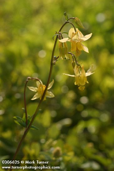 Golden Columbine