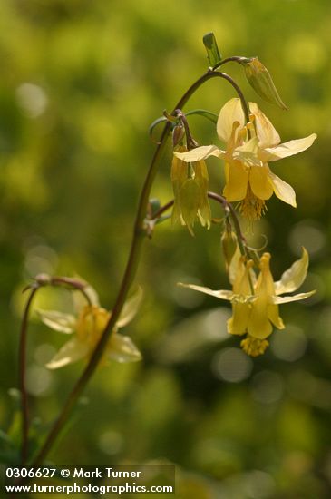 Golden Columbine blossoms