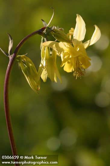 Golden Columbine blossom detail