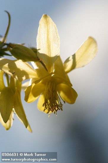 Golden Columbine blossom detail against blue sky