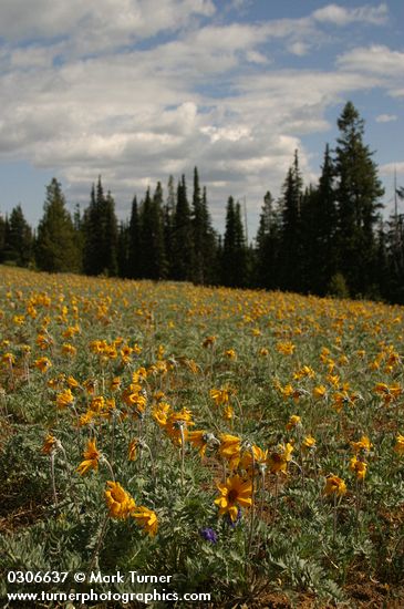 Hoary Balsamroot in meadow