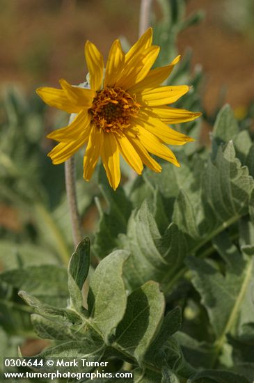 Hoary Balsamroot blossom & foliage detail