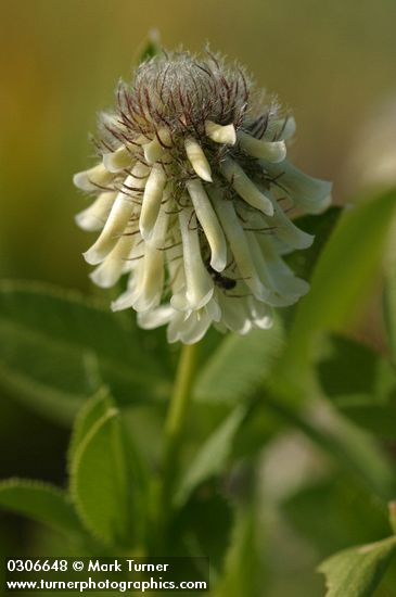 White Sweet Clover blossom extreme detail