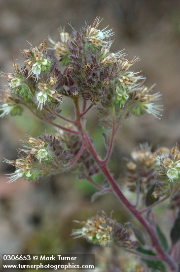 Silverleaf Phacelia blossoms detail