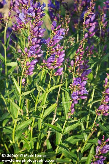 Elegant (Blue Mountain) Penstemon
