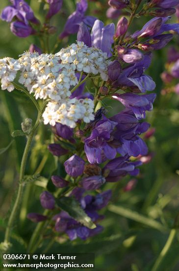 Elegant (Blue Mountain) Penstemon blossoms w/ Yarrow