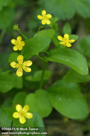 Blue Mountain Buttercups