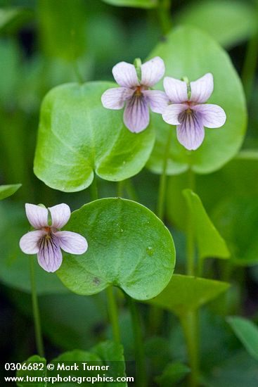 Marsh Violets