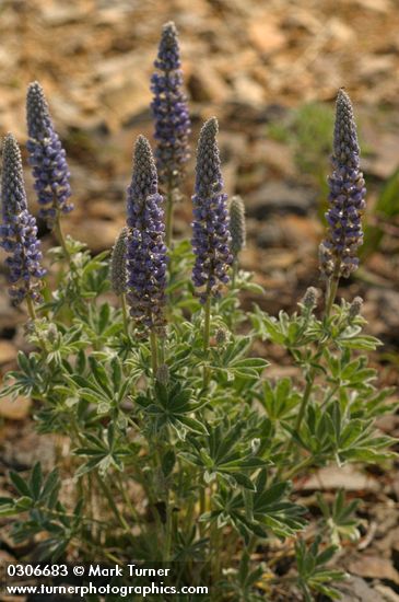 Velvet Lupine
