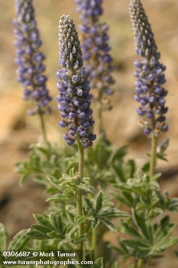 Velvet Lupine blossoms & foliage