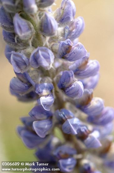 Velvet Lupine blossoms extreme detail