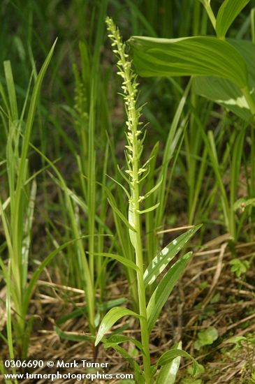 Slender Bog Orchid
