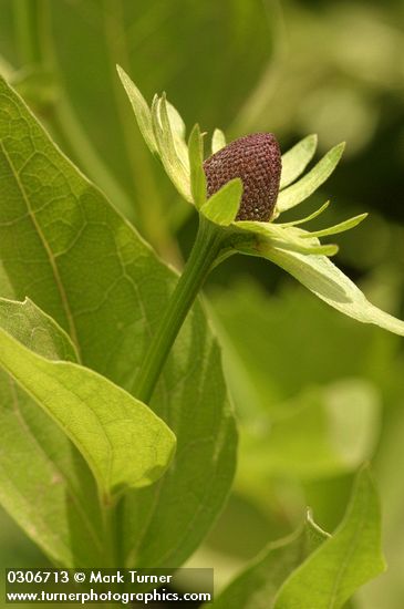 Western Chocolate-cone blossom & foliage detail