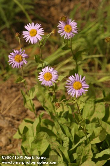 Subalpine Daisies