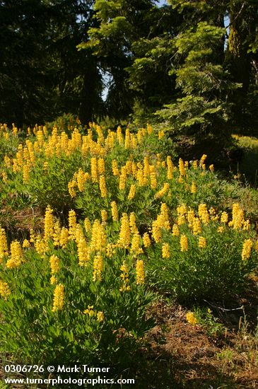 Sabin's Lupines