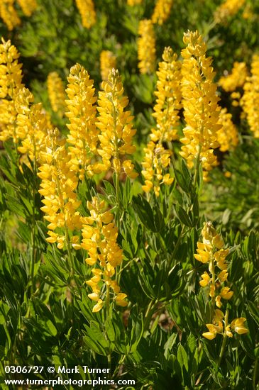 Sabin's Lupines