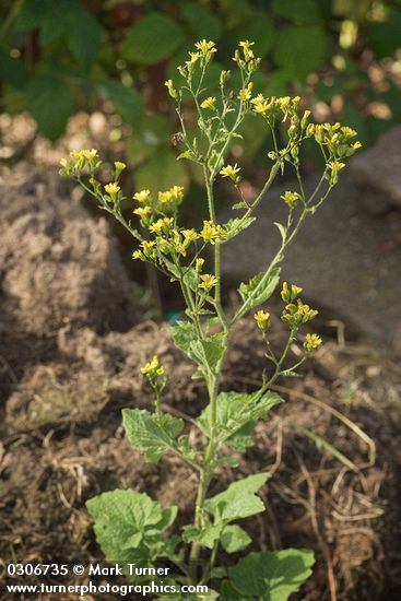 Nipplewort
