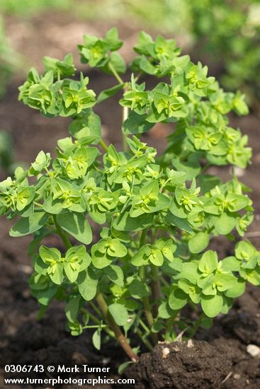Petty Spurge