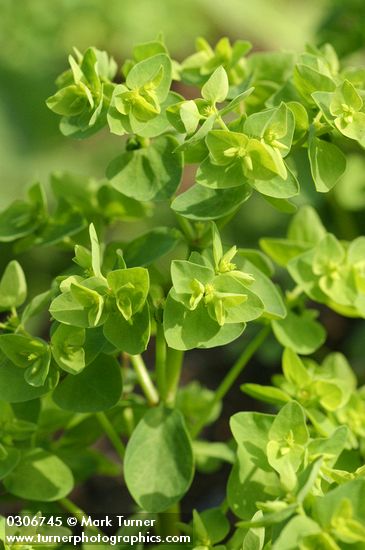 Petty Spurge blossoms & foliage