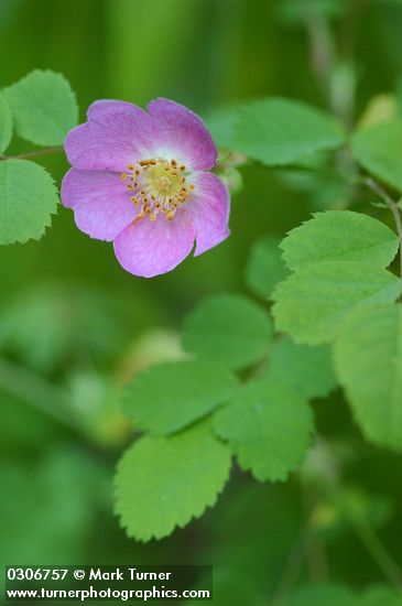 Baldhip Rose blossom & foliage detail