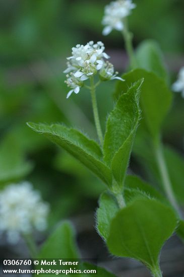 Yerba de Selva blossoms & foliage detail