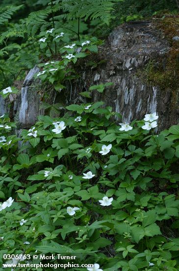 Columbia Windflower & Bunchberry massed around stump