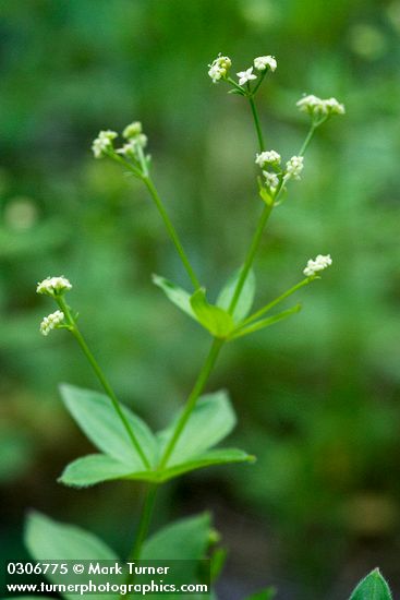 Oregon Bedstraw blossoms & foliage