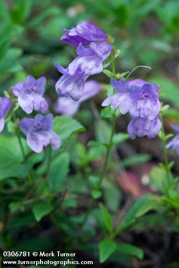 Cardwell's Penstemon