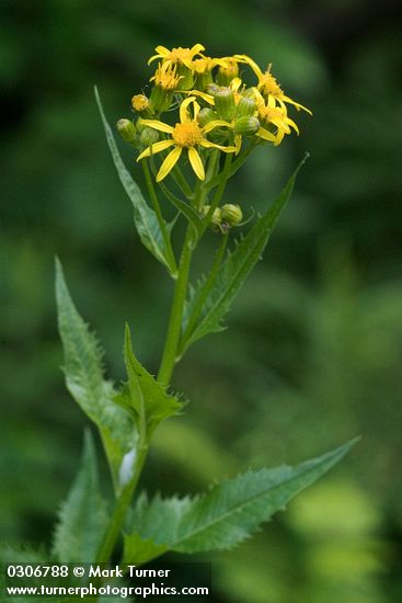 Arrowhead Butterweed blossoms & foliage detail