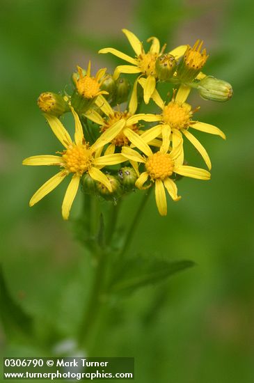 Arrowhead Butterweed blossoms detail
