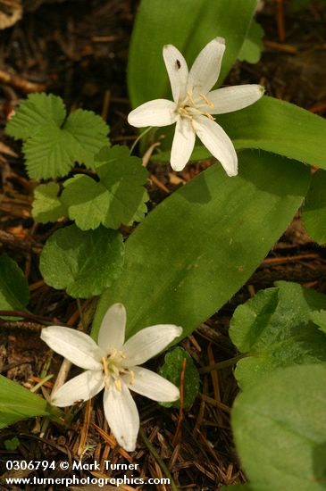 Bead Lilies (Queen's Cup)