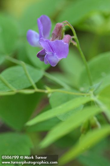 American Vetch