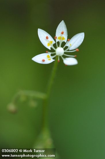 Alaska (Rusty) Saxifrage blossom detail