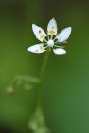 Alaska (Rusty) Saxifrage blossom detail