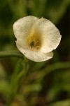 Mountain Cat's Ear blossom detail
