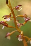 Spotted Coralroot blossoms