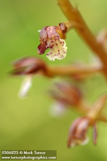 Spotted Coralroot blossom detail