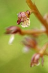 Spotted Coralroot blossom detail