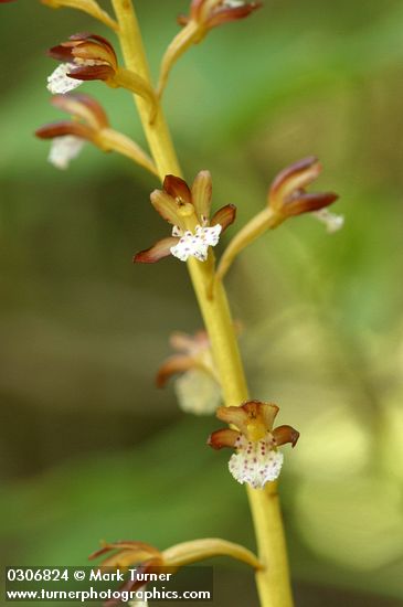 Spotted Coralroot blossoms